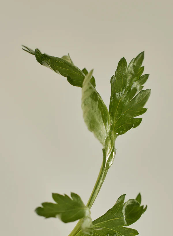 Beauty Of Joseon Matte Sun Stick Mugwort+Camelia (SPF 50+ PA++++)